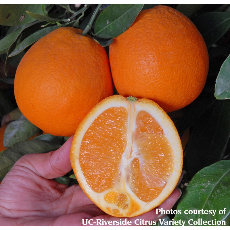 Citrus Autumn Gold Late Navel (Citrus sinensis)