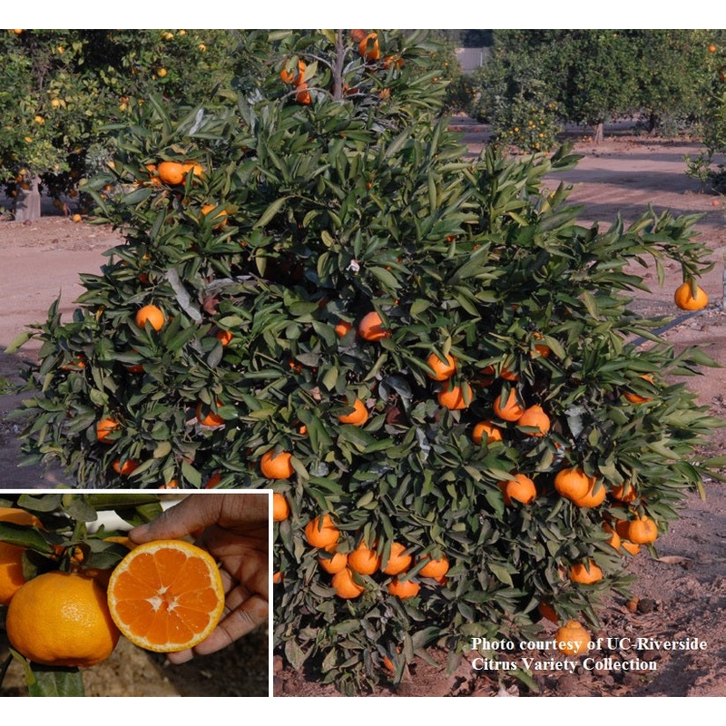 Citrus Miho Wase Satsuma Mandarin (Citrus unshiu)