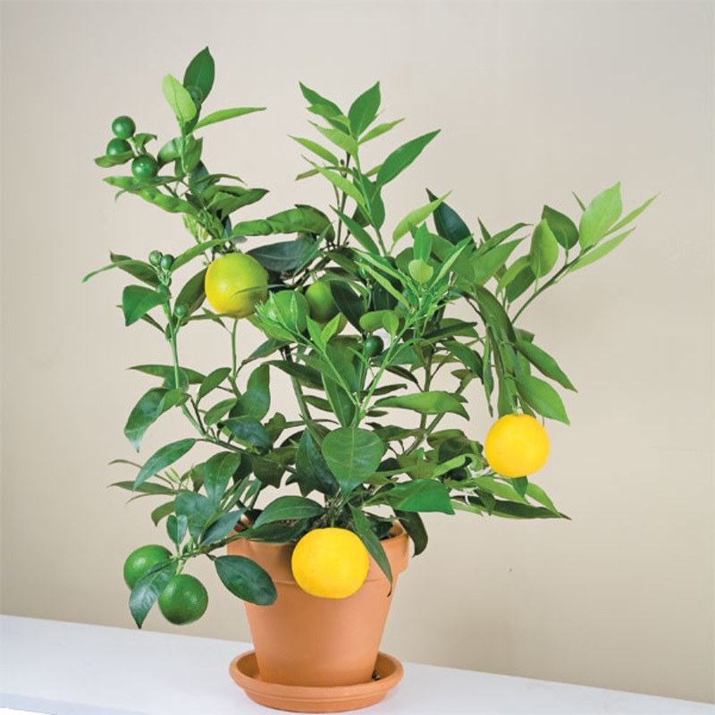 Citrus Sunquat (Citrus hybrid)