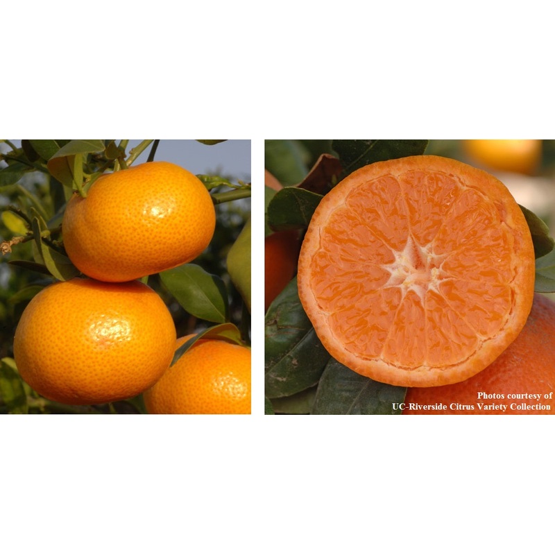 Citrus Tango Mandarin (Citrus reticulata)