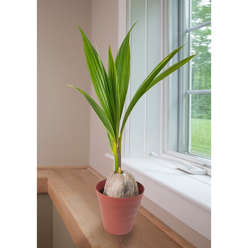 Coco Loco Plant (Cocos nucifera)