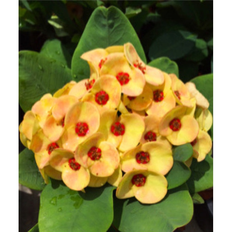 Crown of Thorns Golden Topaz (Euphorbia milii hybrid)