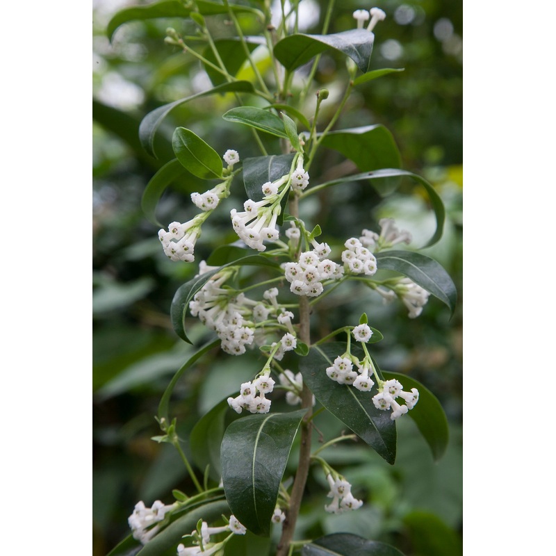 Day Blooming Jasmine (Cestrum diurnum)