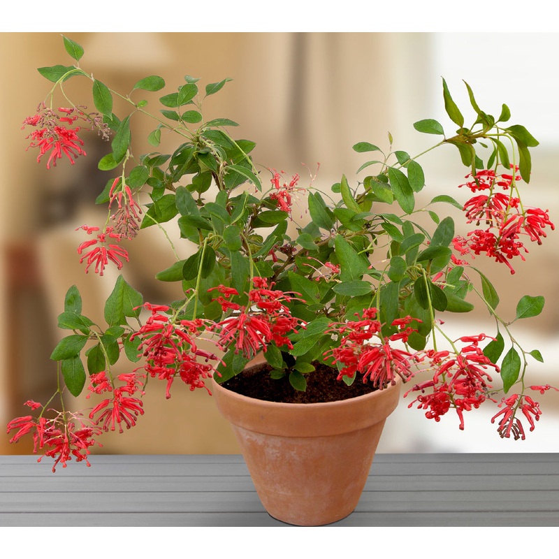 Deua Flame Grevillea (Grevillea rhyolitica)