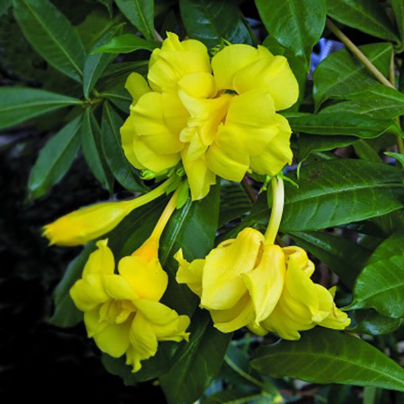 Double Golden Allamanda (Allamanda cathartica Stansills Double)
