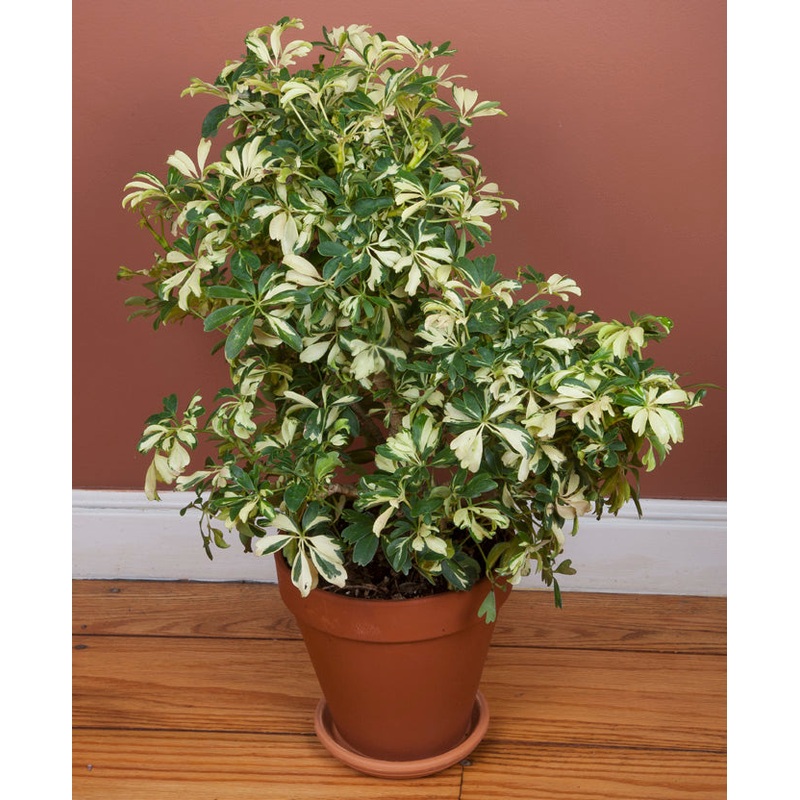 Dwarf Umbrella Tree Janine (Schefflera arboricola)
