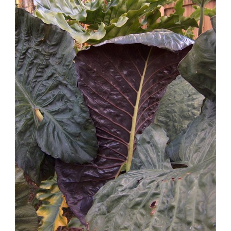 Elephant Ear Serendipity (Alocasia hybrid)