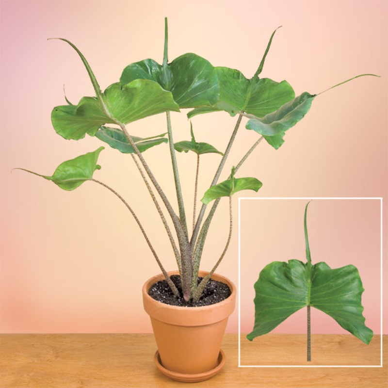 Elephant Ear Stingray (Alocasia hybrid)