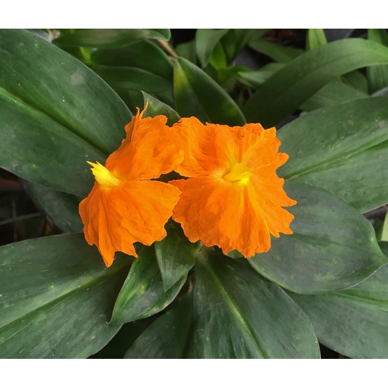 Fiery Costus (Chamaecostus cuspidatus)