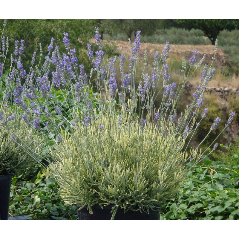 Lavender Platinum Blonde PP (Lavandula angustifolia hybrid)
