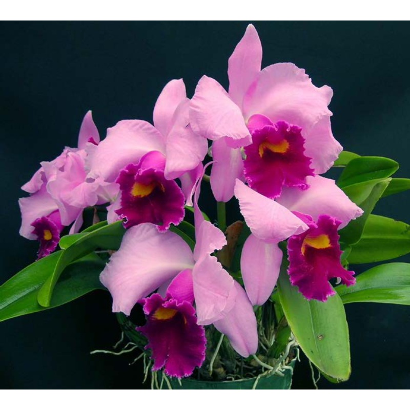 Lc Orchid Irene Finney Springs Best AM/AOS (Laelia x Cattleya hybrid)