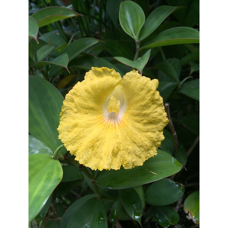 Lemon Ginger (Monocostus uniflorus)