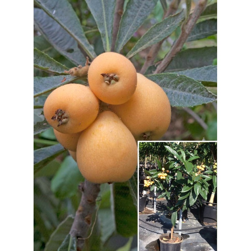 Loquat Christmas (Eriobotrya japonica hybrid)