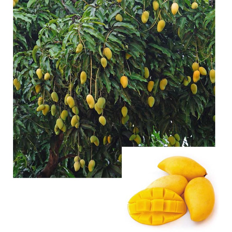 Mango Tree Nam Doc Mai (Mangifera indica hybrid)