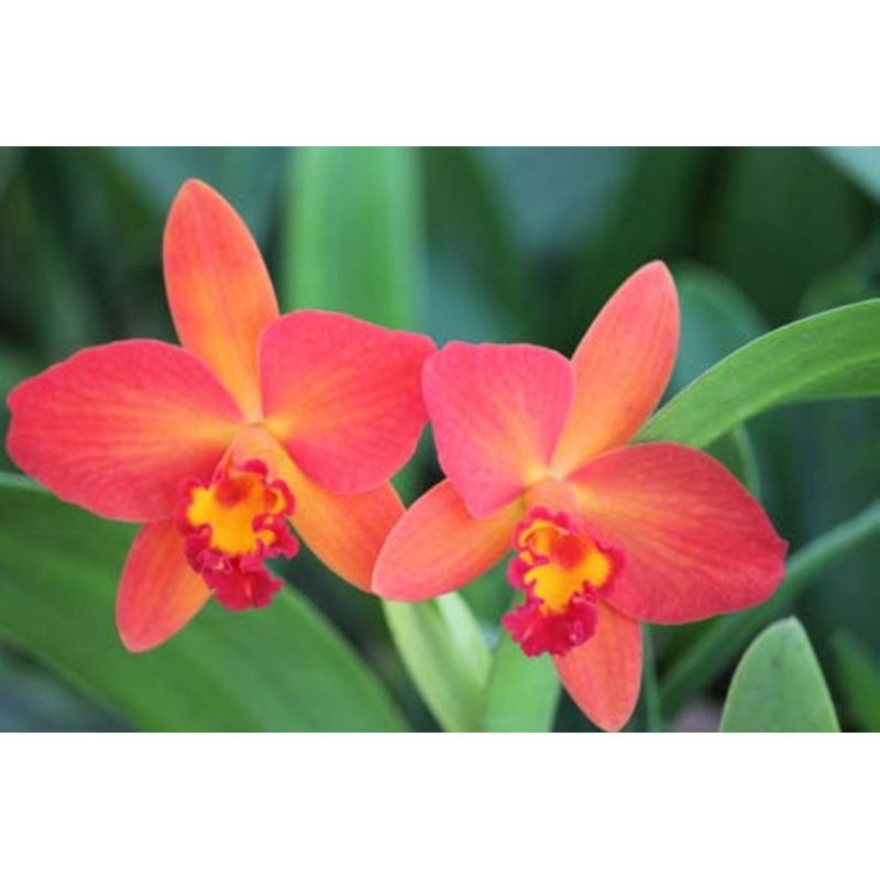 Mini Cattleya Orchid Aki Tori (Cattleya hybrid)