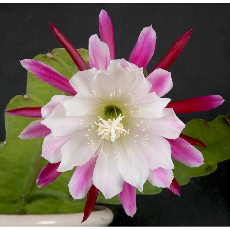 Orchid Cactus Clown (Epiphyllum hybrid)