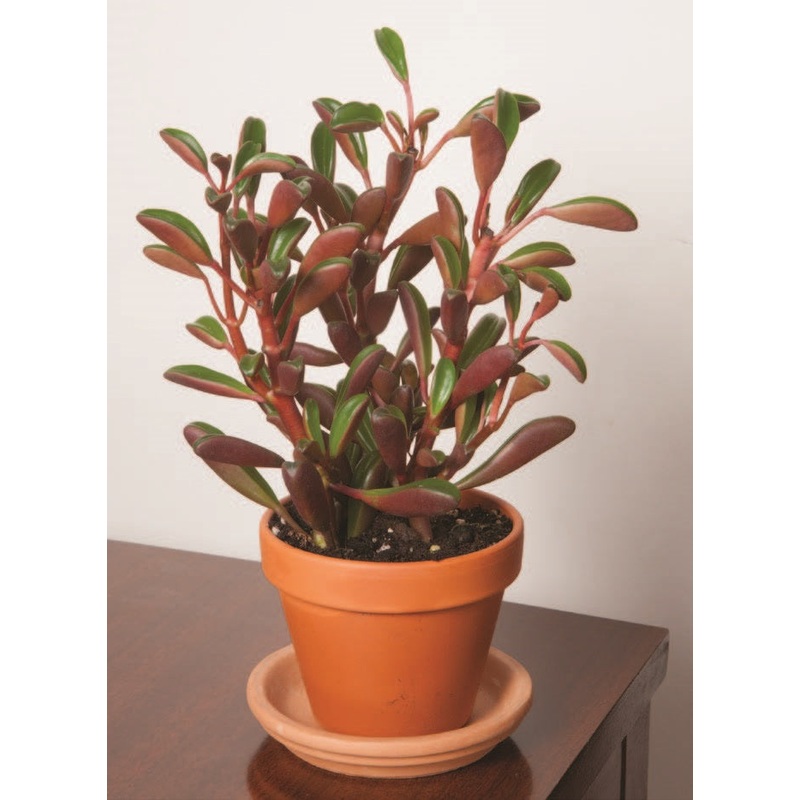 Peperomia Ruby Glow (Peperomia graveolens)