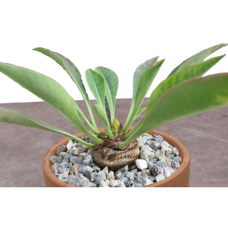 Pine Cone Euphorbia (Euphorbia bupleurifolia)