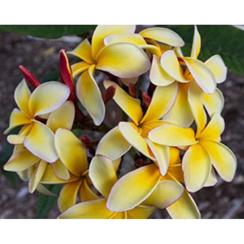 Plumeria Novelty (Plumeria rubra hybrid)