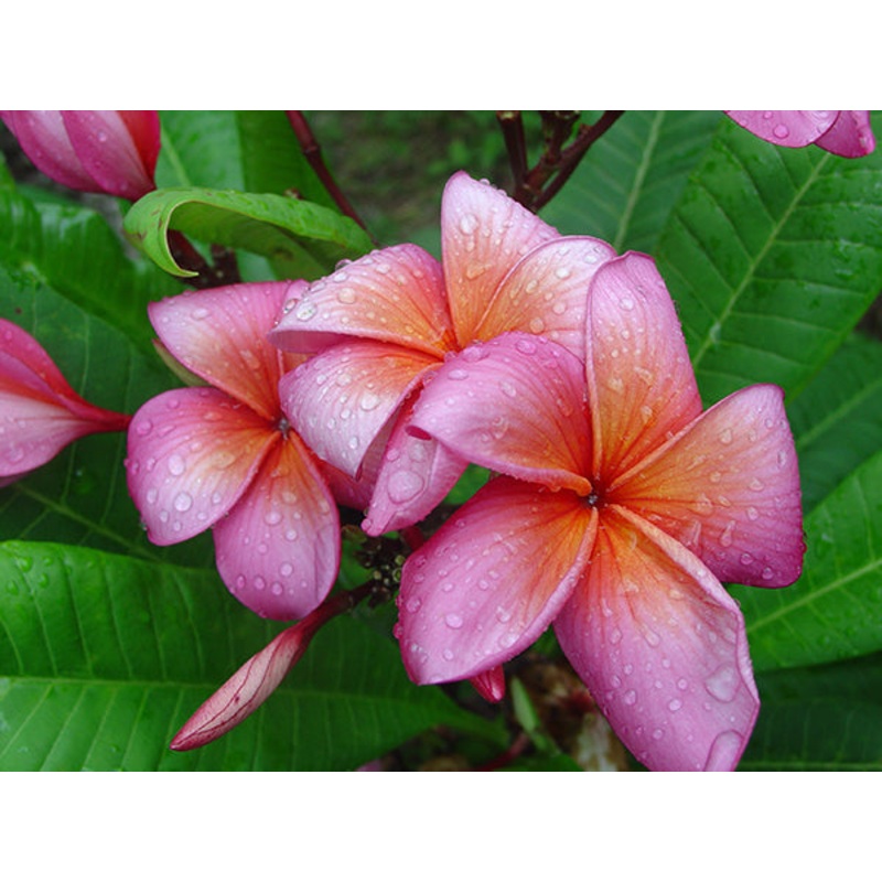 Plumeria Peace (Plumeria rubra hybrid)