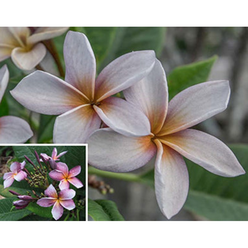 Plumeria Siam Lavender (Plumeria rubra hybrid)