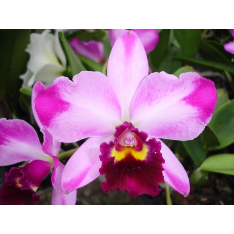Potinara Orchid Creation Summer Choice HCC/AOS (Potinara hybrid)