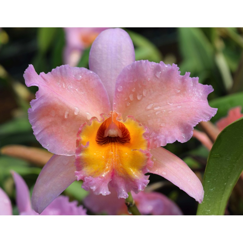Potinara Orchid Edith North Danny Adams (Potinara hybrid)