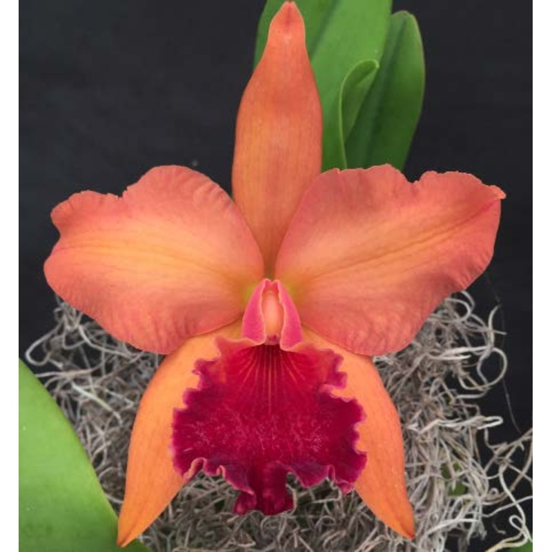 Potinara Orchid Melinda Rose Funke Christy (Potinara hybrid)