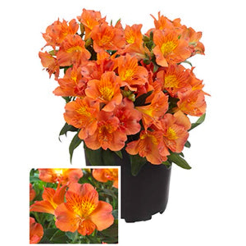Princess Lily Amina PP (Alstroemeria hybrid)
