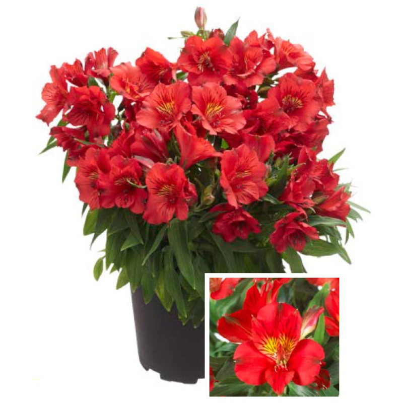 Princess Lily Kate PP (Alstroemeria hybrid)