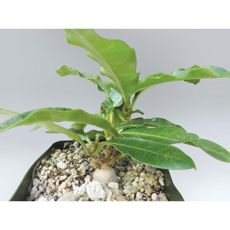Raphionacme (Raphionacme flanaganii)