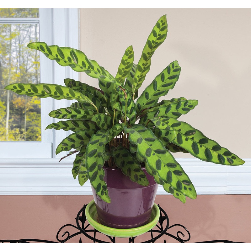 Rattlesnake Plant (Calathea lancifolia)
