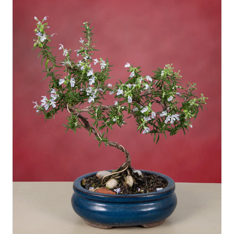 Rosemary Bonsai (Rosemary prostratus)