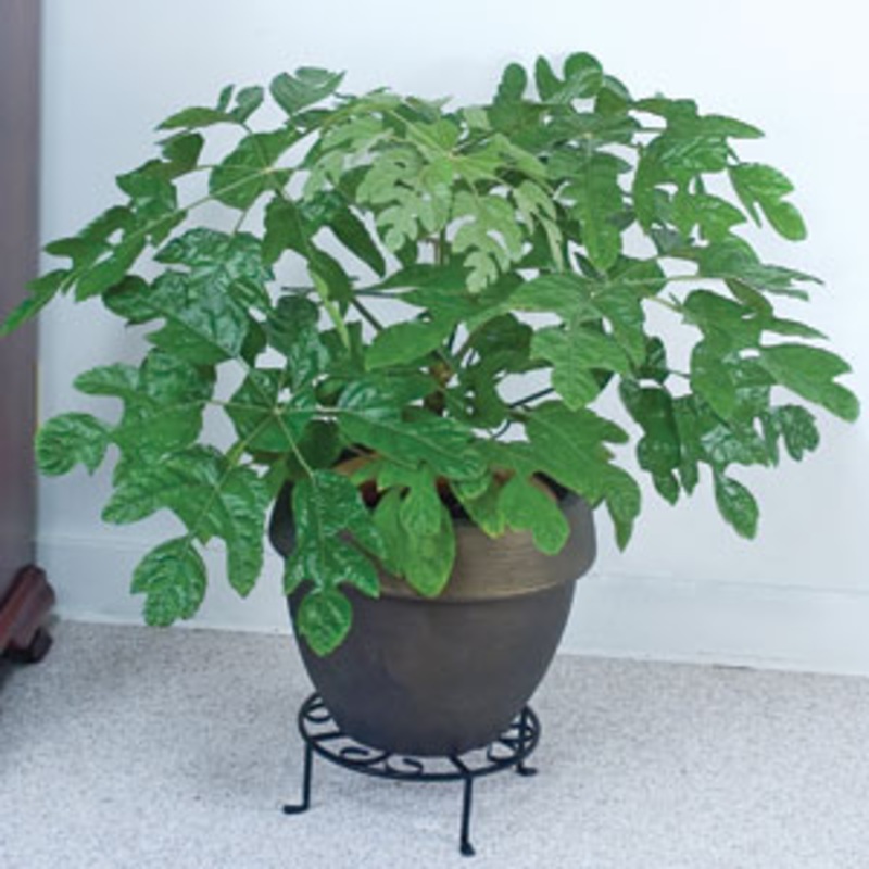 Snowflake Plant (Trevesia palmata)