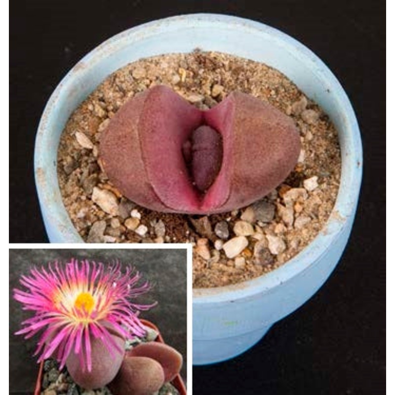 Split Rock Royal Flush (Pleiospilos nelii)