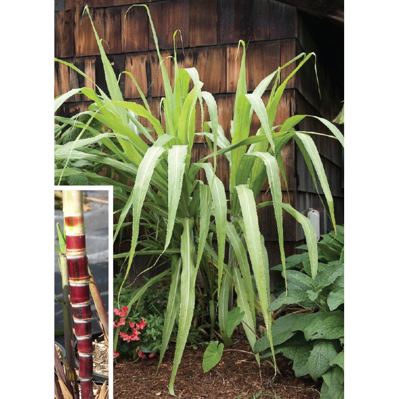 Sugarcane Red Candy Stripe (Saccharum officinarum)