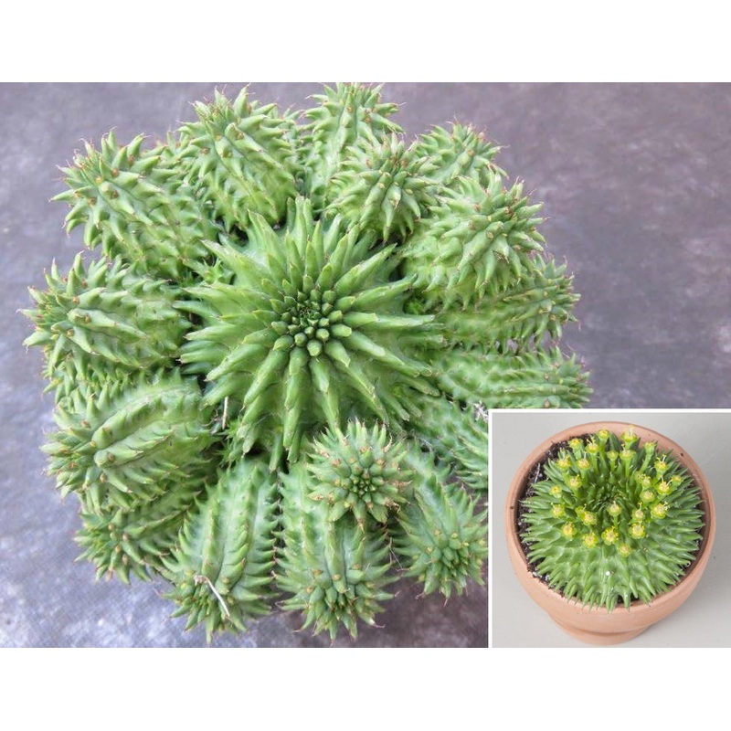 Suzannas Euphorbia (Euphorbia suzannae)