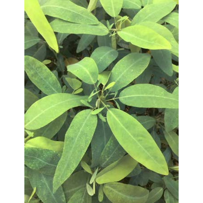 Telegraph Plant (Codariocalyx motorius)