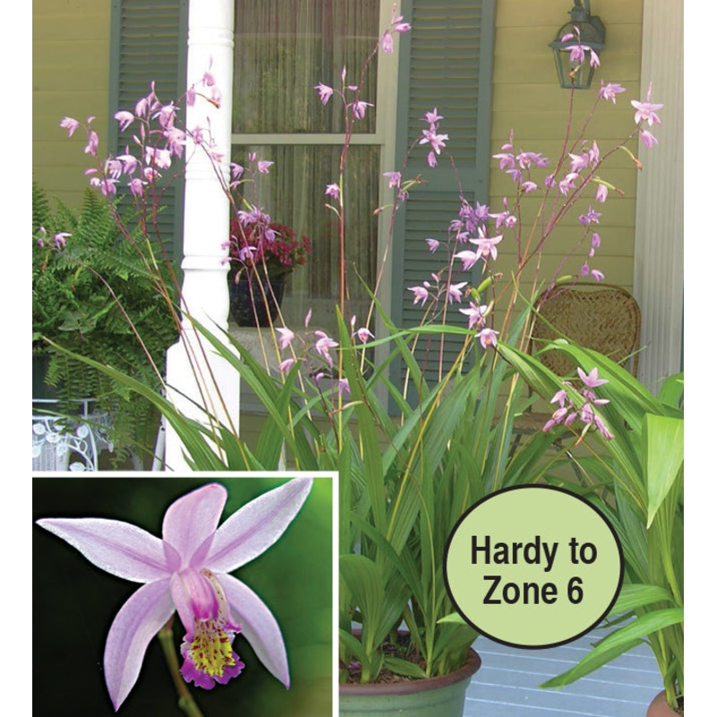 Terrestrial Orchid Kate PPAF (Bletilla yokohama)