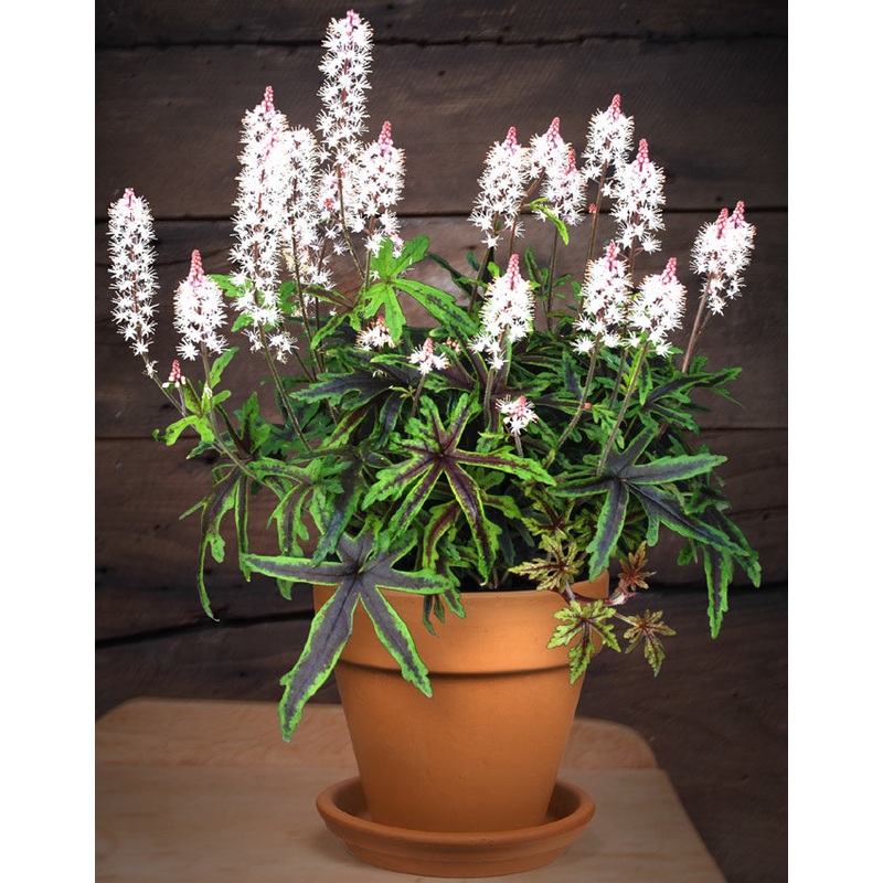 Tiarella Fancy Trails PPAF (Tiarella hybrid)