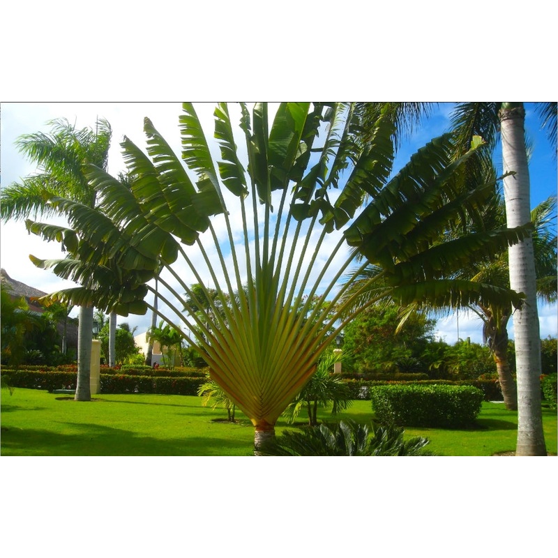 Travelers Palm (Ravenala madagascariensis)