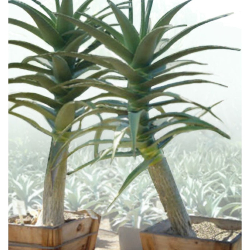 Tree Aloe Hercules (Aloe hybrid)