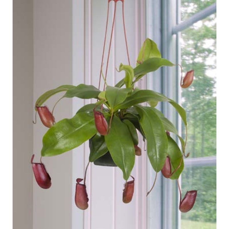 Tropical Pitcher Plant Lady Luck (Nepenthes hybrid)