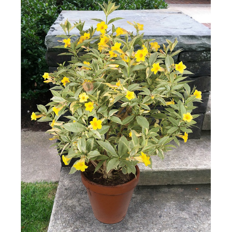 Variegated Bush Allamanda (Allamanda neriifolia variegata)