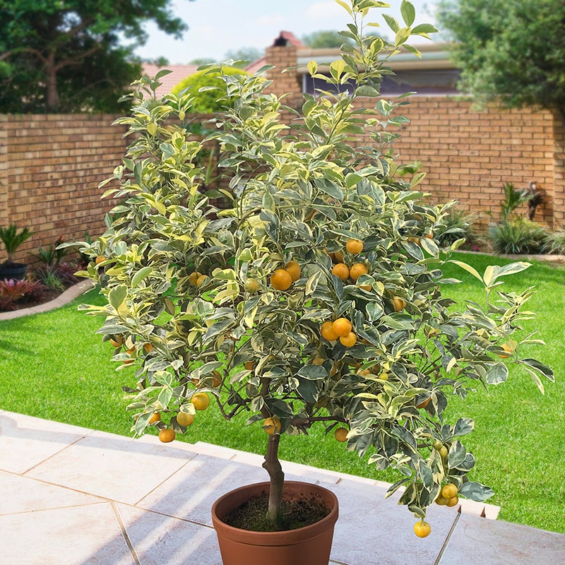 Variegated Calamondin Orange Tree (Citrus x citrofortunella mitis Variegata)