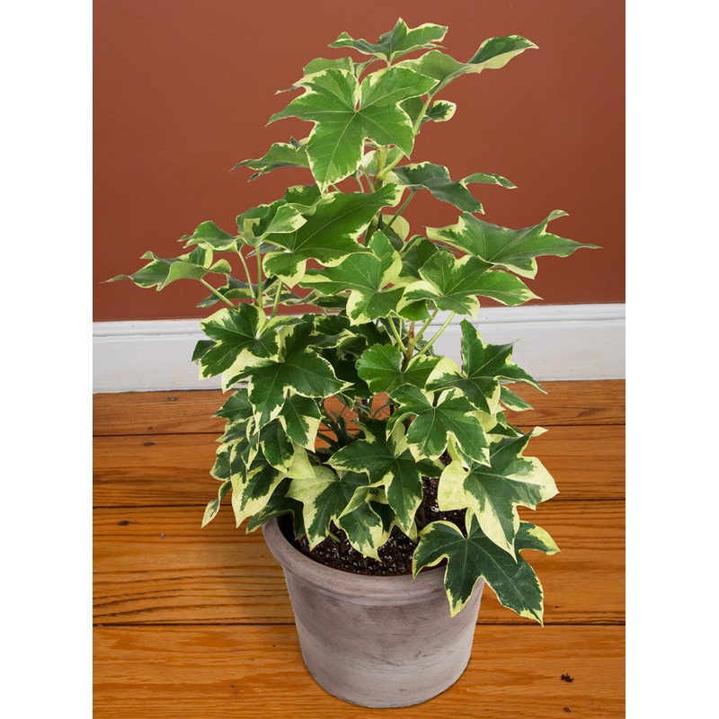 Variegated Tree Ivy (X Fatshedera lizei variegata)