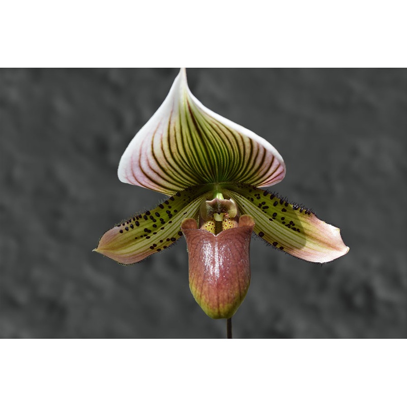 Venus Slipper Orchid (Paphiopedilum Maudiae hybrid)