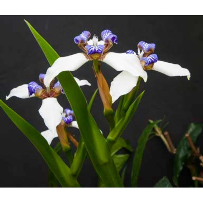 Walking Iris (Neomarica gracilis)