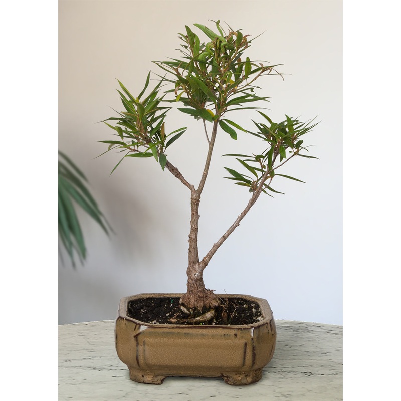 Willow Leaf Ficus Bonsai (Ficus salicifolia)