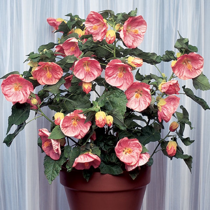 Abutilon ‘Kristen’s Pink’ (Abutilon hybrid)